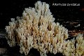 Artomyces pyxidatus-amf406